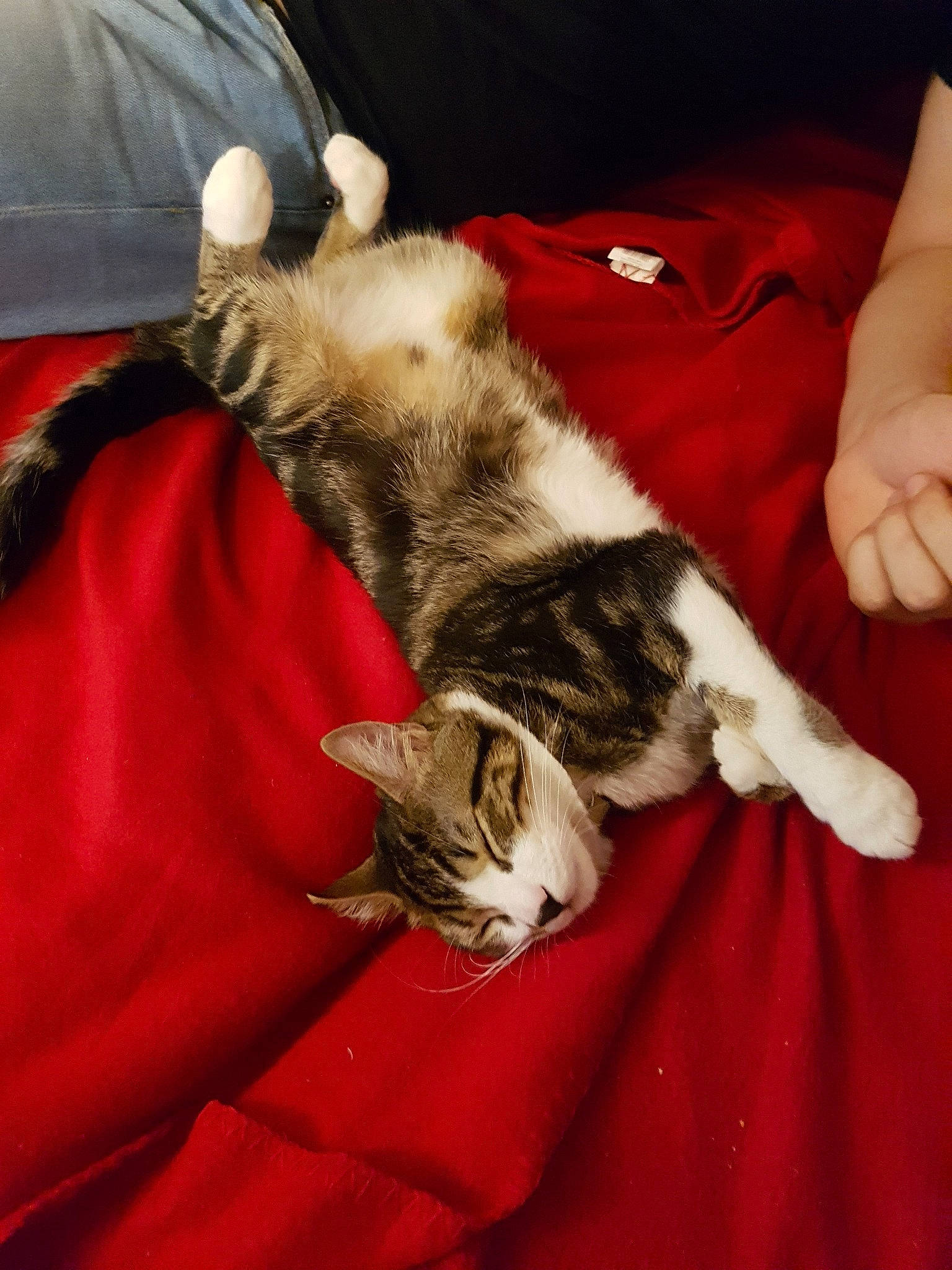 Roméo a rejoint le concours — aidez-le/la à gagner de superbes lots ! american_shorthair, carnivore, cat, claw, domestic_long_haired_cat, european_shorthair, felidae, fur, kitten, norwegian_forest_cat, small_to_medium_sized_cats, whiskers