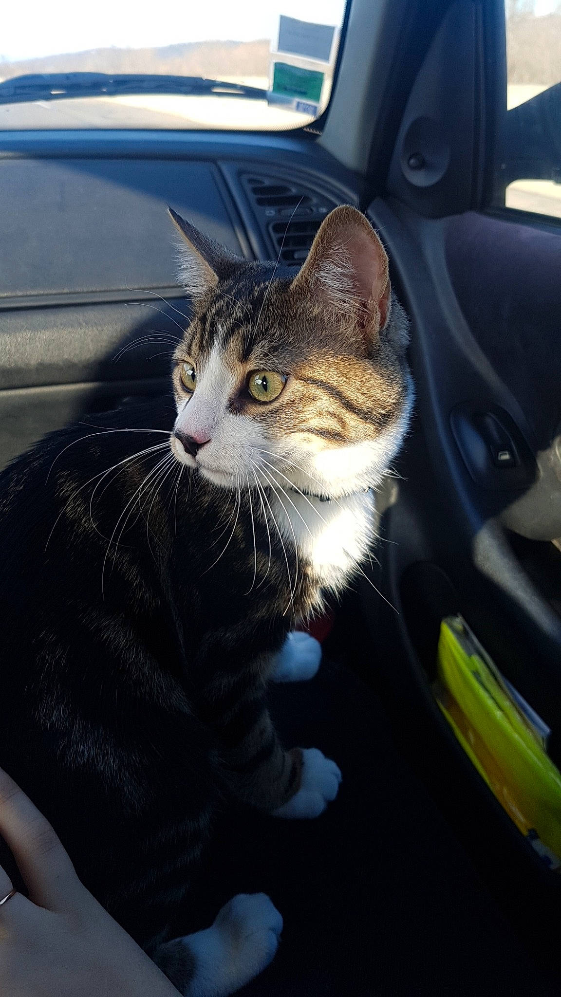 Roméo participe au concours pour gagner de l'argent avec cette photo : asian, auto_part, automotive_window_part, car, carnivore, cat, domestic_short_haired_cat, dragon_li, driving, european_shorthair, felidae, fur, kitten, small_to_medium_sized_cats, snout, tabby_cat, vehicle, vehicle_door, whiskers, window