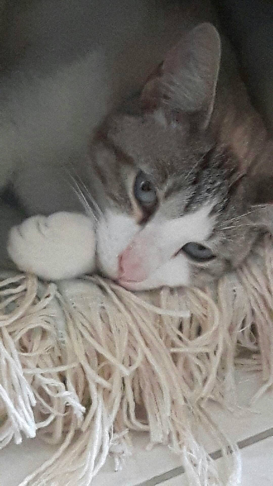 Snow a rejoint le concours — aidez-le/la à gagner de superbes lots ! aegean_cat, american_shorthair, asian, carnivore, cat, domestic_short_haired_cat, european_shorthair, felidae, kitten, singapura, small_to_medium_sized_cats, tabby_cat, whiskers