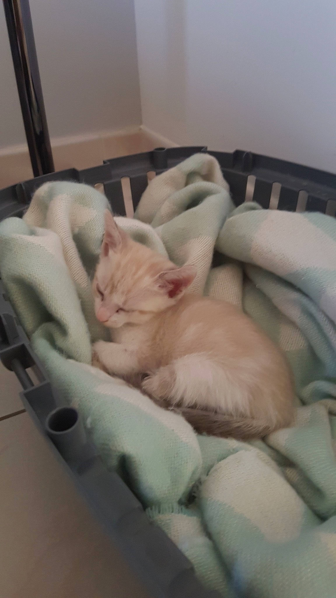 Snow participe au concours pour gagner de l'argent avec cette photo : burmilla, carnivore, cat, comfort, ear, fawn, felidae, fur, furniture, kitten, nap, skin, sleep, small_to_medium_sized_cats, whiskers