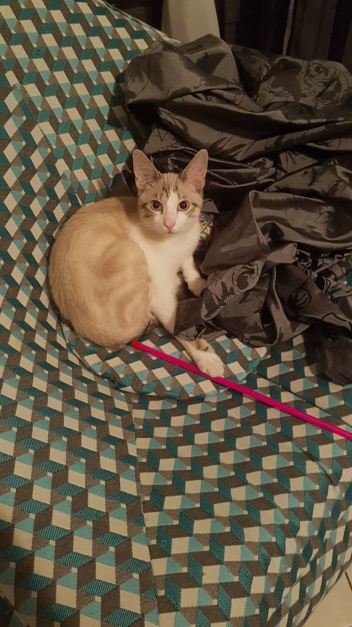 Snow a rejoint le concours — aidez-le/la à gagner de superbes lots ! aegean_cat, asian, bed_sheet, carnivore, cat, domestic_short_haired_cat, european_shorthair, fawn, felidae, fur, german_rex, kitten, linens, small_to_medium_sized_cats, whiskers