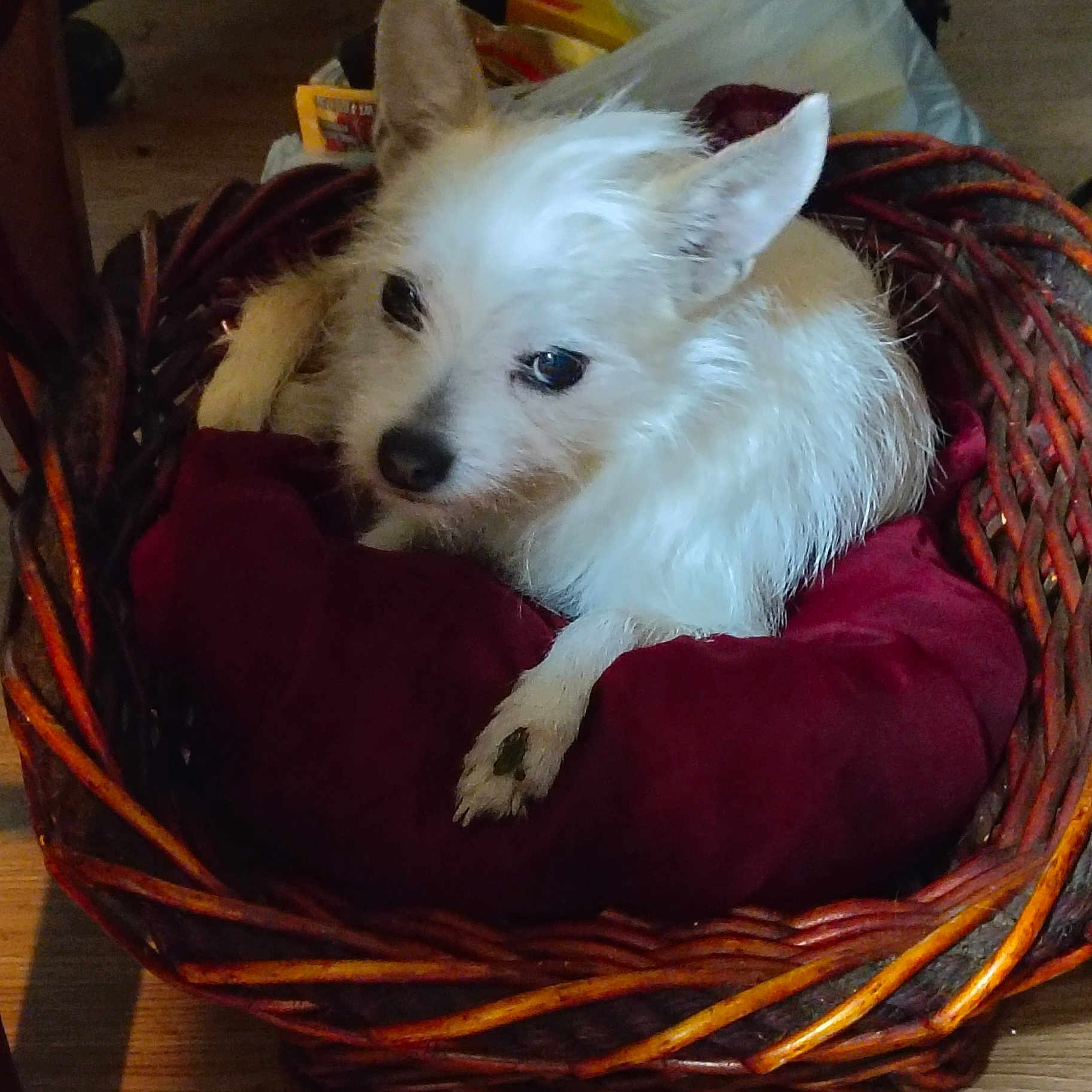 Penelope is registered to the contest to win money with this photo: animal, comfort, companion, cozy, cute, dog, domestic_animal, fur, furniture, household, indoor, looking, pet, red_cushion, relaxing, resting, small_dog, white_dog, wicker_basket, wood_floor