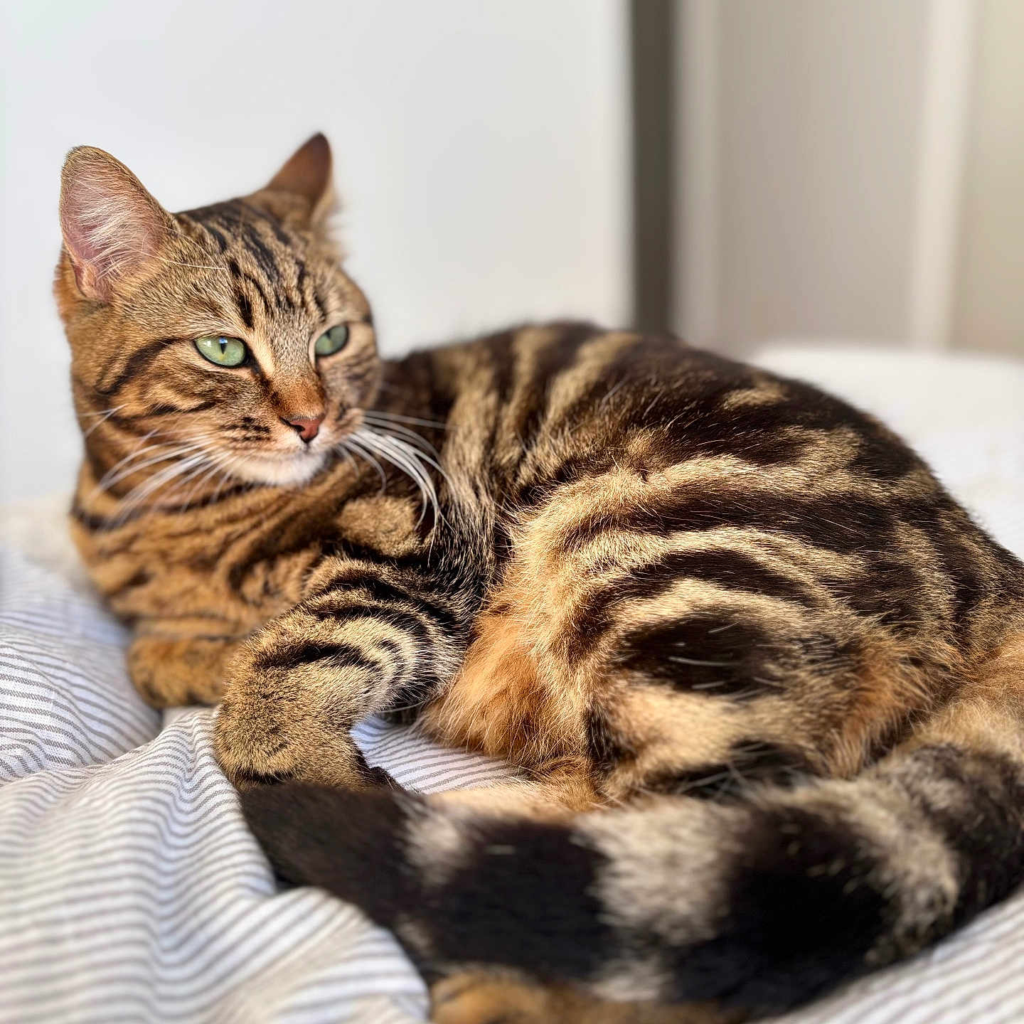Yumi a rejoint le concours — aidez-le/la à gagner de superbes lots ! abyssinian, animal, bed, blanket, cat, egyptiancat, furniture, kitten, manx, ocelot, person, pet, sleeping
