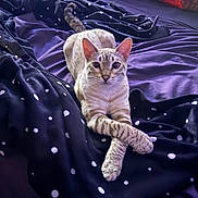 Prichard joined the competition — help win amazing prizes! cat, animal, pet, bed, blanket, polka_dot, purple, striped, feline, crossed_paws, indoor, relaxed, cute, mammal, whiskers, ears, tail, resting, soft_fabric, domestic
