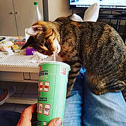 Pearl participe au concours pour gagner de l'argent avec cette photo : canidae, carnivore, cat, companion_dog, computer, display_device, domestic_short_haired_cat, felidae, fur, laptop, liver, personal_computer, plant, publication, small_to_medium_sized_cats, snapshot, sporting_group, tail, toy, whiskers