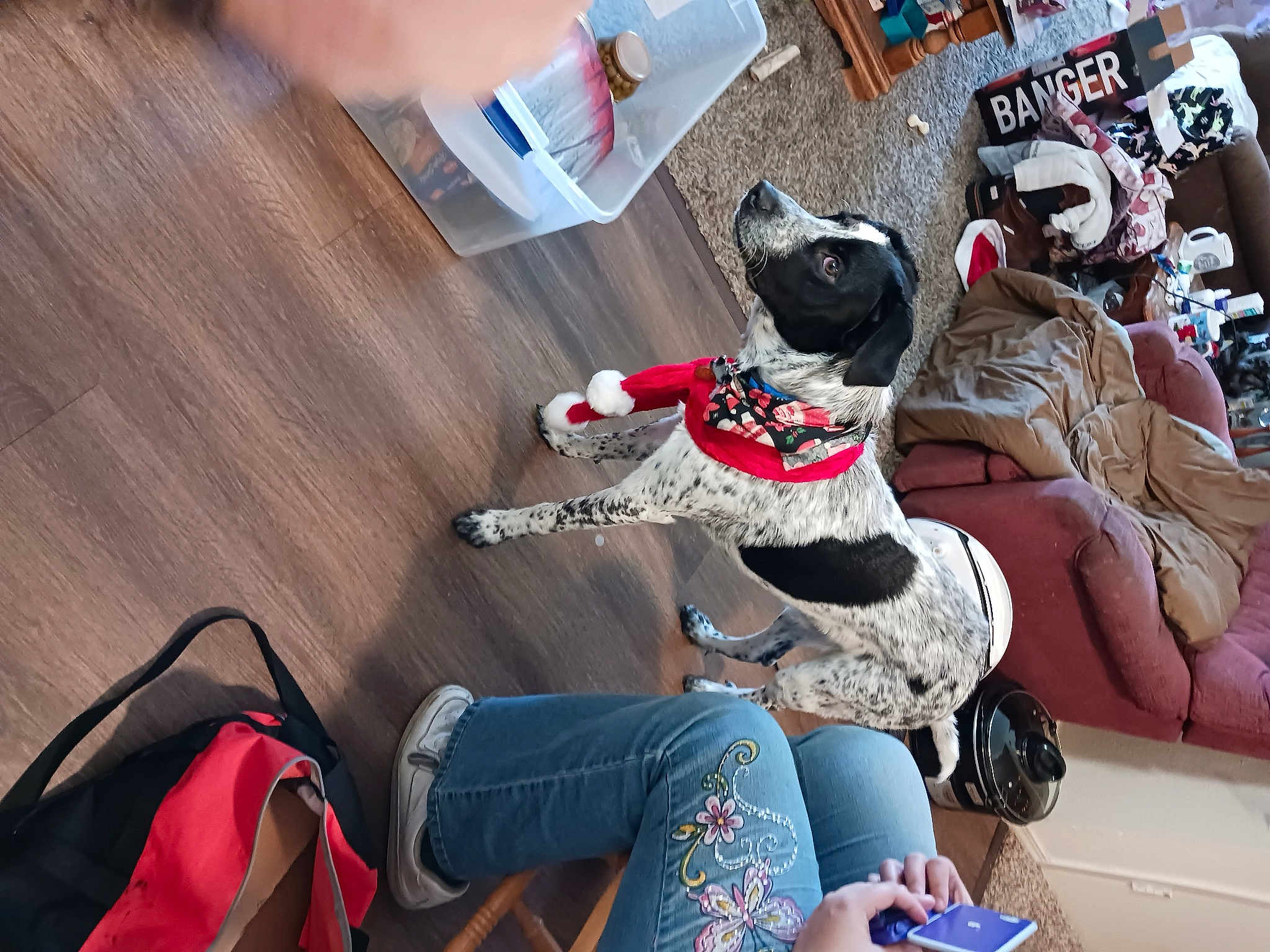 Shadow Blaze Moon joined the competition — help win amazing prizes! bag, boot, canidae, carmine, carnivore, companion_dog, eyewear, flooring, fun, fur, human_leg, leisure, luggage_and_bags, pattern, recreation, shoe, sitting, sneakers, t_shirt, thigh