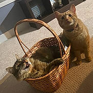 Atlas And Queso is registered to the contest to win money with this photo: cat, basket, indoor, carpet, feline, pet, orange_cat, tabby_cat, curious, resting, animal, cute, domestic, fur, whiskers, ears, eyes, collar, playful, household