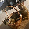 cat, basket, indoor, carpet, feline, pet, orange_cat, tabby_cat, curious, resting, animal, cute, domestic, fur, whiskers, ears, eyes, collar, playful, household