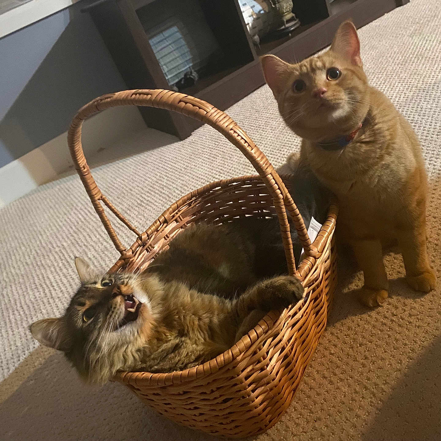 Atlas And Queso is registered to the contest to win money with this photo: cat, basket, indoor, carpet, feline, pet, orange_cat, tabby_cat, curious, resting, animal, cute, domestic, fur, whiskers, ears, eyes, collar, playful, household