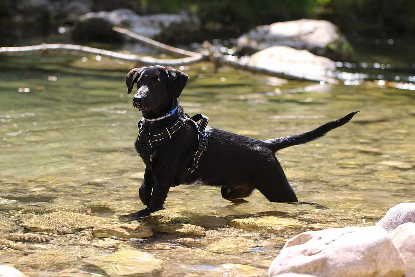 Balto