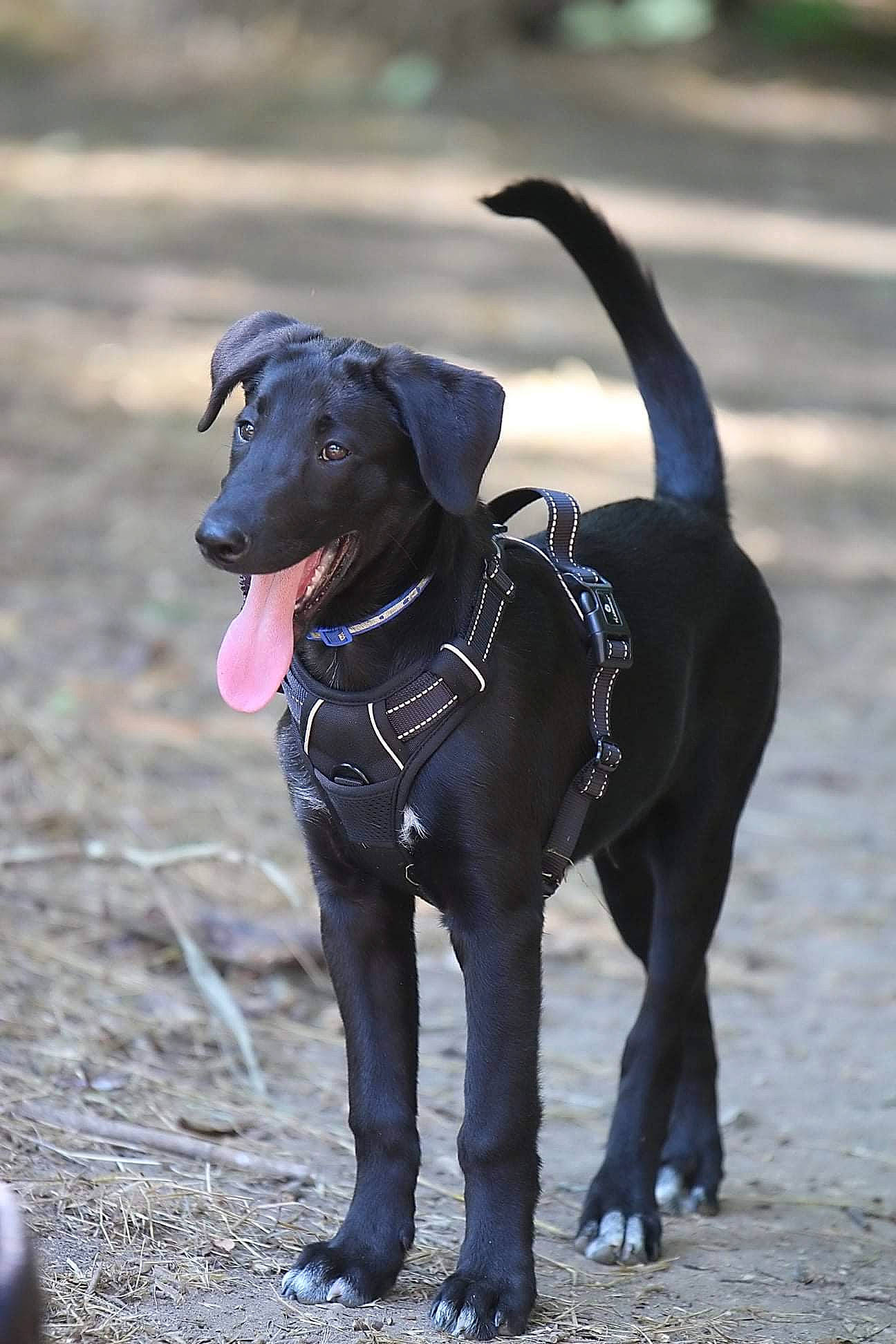 Balto participe au concours pour gagner de l'argent avec cette photo : borador, carnivore, collar, companion_dog, dog, dog_breed, dog_clothes, dog_collar, dog_supply, fashion_accessory, fawn, guard_dog, leash, personal_protective_equipment, pet_supply, pointing_breed, snout, sporting_group, tail, working_animal