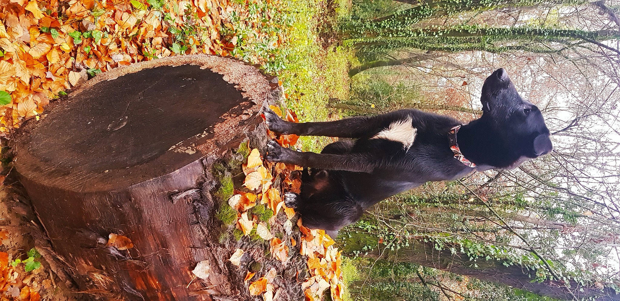 Balto a rejoint le concours — aidez-le/la à gagner de superbes lots ! carnivore, deciduous, dog, dog_breed, fur, grass, groundcover, landscape, natural_landscape, plant, soil, sporting_group, tail, terrestrial_animal, tints_and_shades, tree, trunk, wood, woody_plant, working_animal