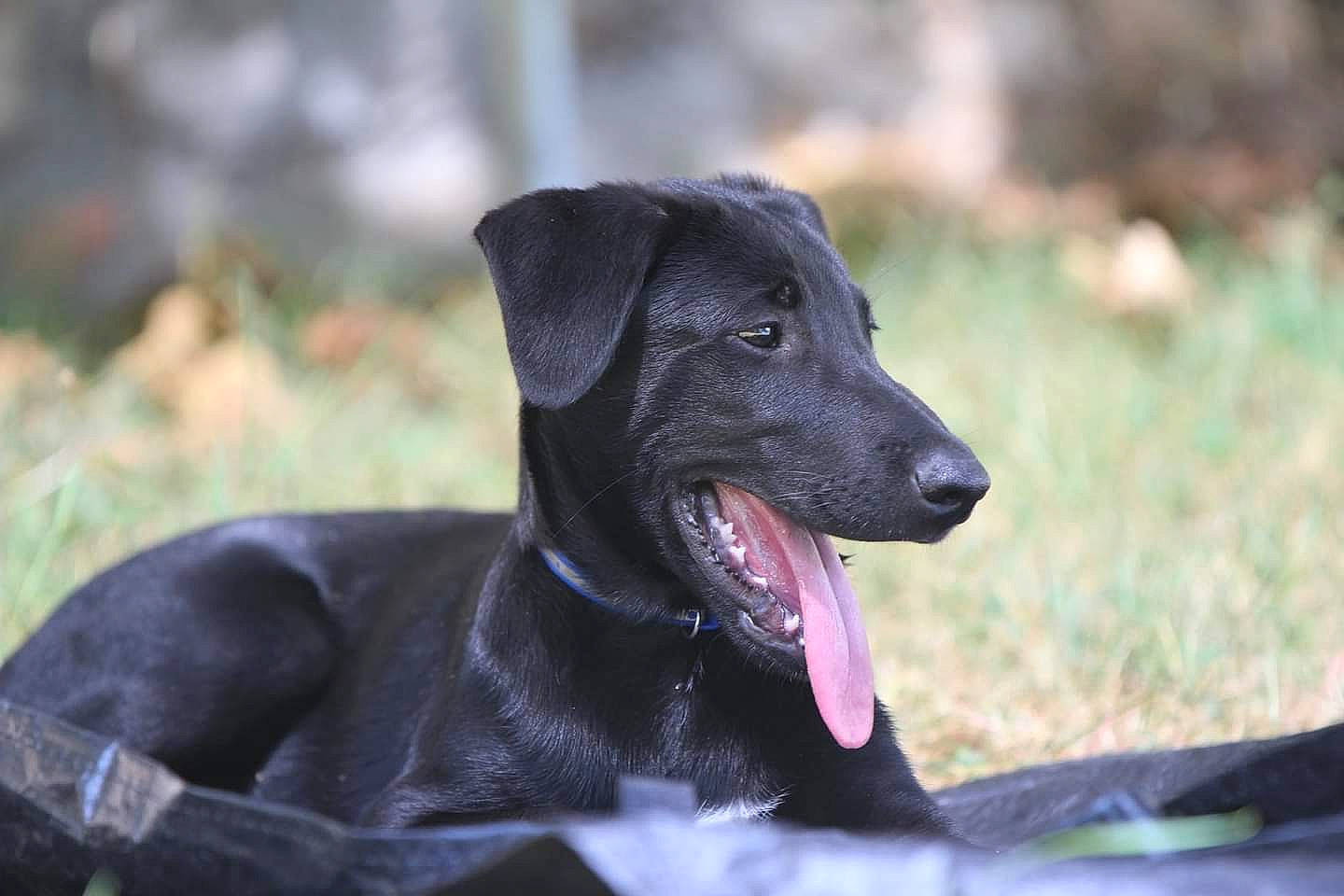 Balto a rejoint le concours — aidez-le/la à gagner de superbes lots ! borador, canidae, carnivore, collar, companion_dog, dog, dog_breed, dog_collar, grass, guard_dog, gun_dog, pet_supply, plant, snout, sporting_group, terrestrial_animal, tree, whiskers, working_animal, working_dog