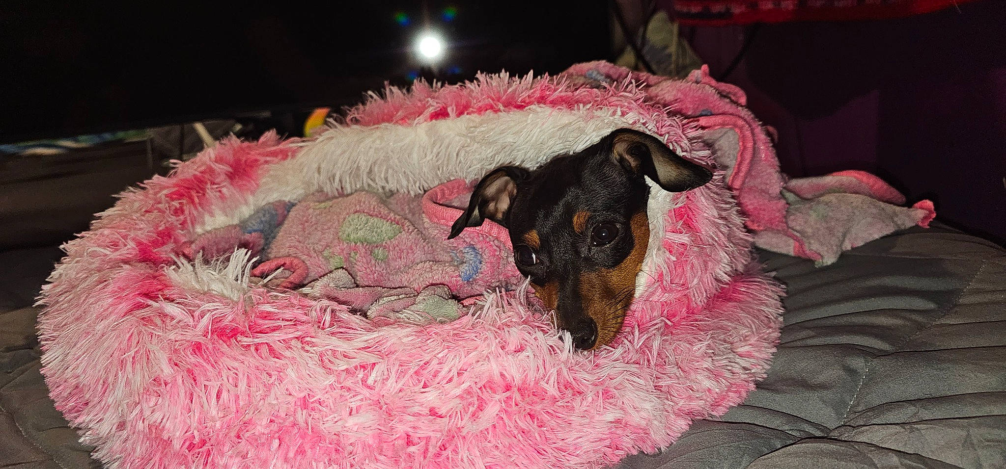 Ella is registered to the contest to win money with this photo: canidae, carnivore, comfort, companion_dog, dog, dog_breed, dog_supply, event, fawn, fur, guard_dog, linens, magenta, montenegrin_mountain_hound, natural_material, pet_supply, pink, sporting_group, terrestrial_animal, working_animal