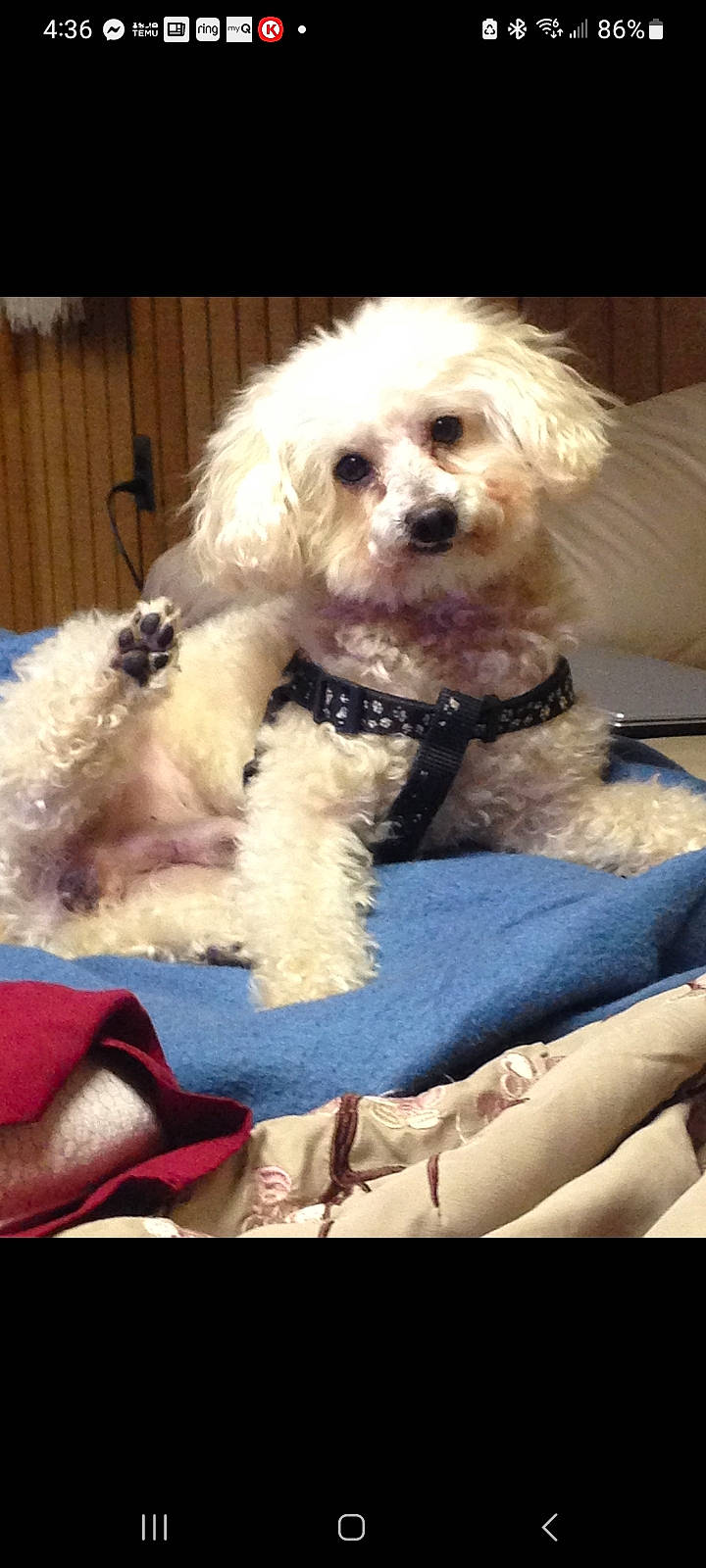 Dylan Berry Pickles is registered to the contest to win money with this photo: canidae, carnivore, cockapoo, companion_dog, dog, dog_breed, firefighter, fur, labradoodle, maltepoo, poodle, poodle_crossbreed, puppy_love, shih_poo, small_terrier, sporting_group, terrier, toy_dog, water_dog, yorkipoo