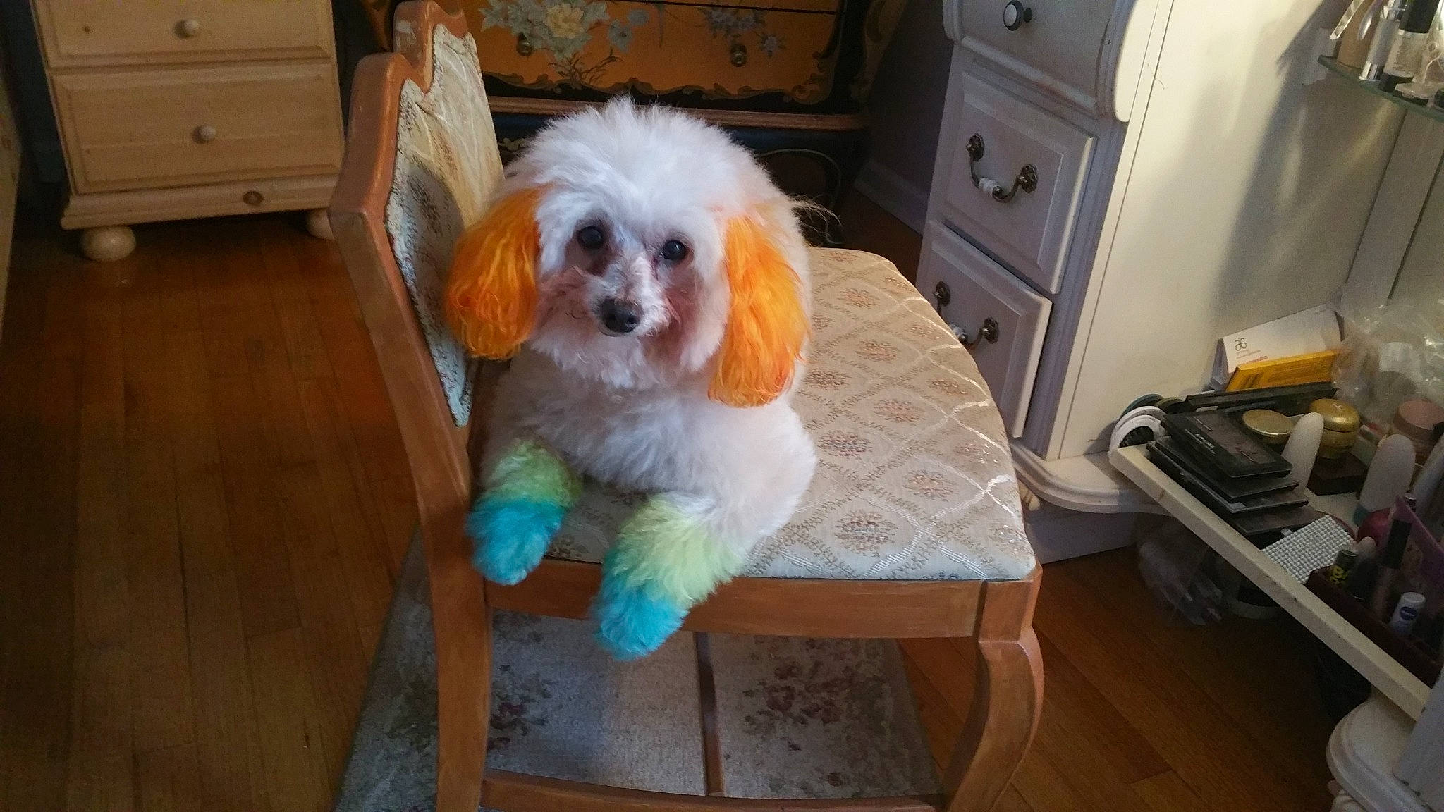 Dylan joined the competition — help win amazing prizes! cabinetry, carnivore, chair, chest_of_drawers, companion_dog, cupboard, dog, dog_breed, door, drawer, dresser, fawn, floor, flooring, furniture, hardwood, liver, room, toy_dog, wood