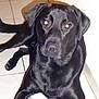 Hatchi participe au concours pour gagner de l'argent avec cette photo :