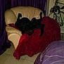 Hatchi participe au concours pour gagner de l'argent avec cette photo :