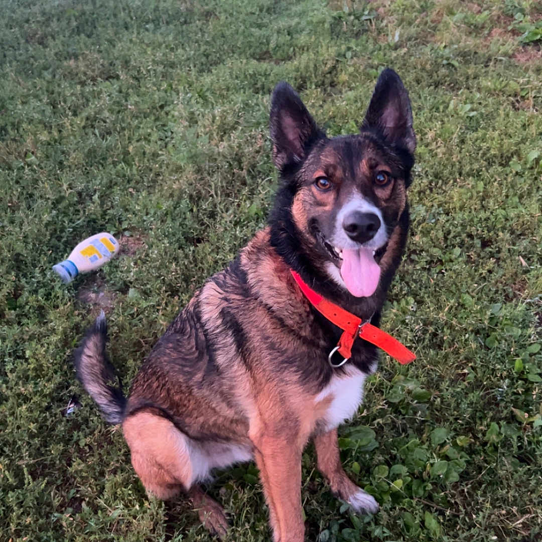 Cooper joined the competition — help win amazing prizes! animal, black, brown, canine, collar, dog, domestic, ears, fur, grass, greenery, happy, mammal, nature, outdoor, pet, playful, sitting, tongue, yard