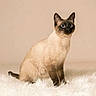 Michelle a rejoint le concours — aidez-le/la à gagner de superbes lots ! siamese_cat, cat, pet, animal, blue_eyes, fluffy_rug, beige_background, sitting, portrait, feline, indoor, cute, fur, whiskers, ears, alert, domestic_animal, soft_light, studio_photo, elegant
