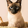Michelle a rejoint le concours — aidez-le/la à gagner de superbes lots ! cat, siamese_cat, blue_eyes, basket, woven_basket, pet, animal, close_up, portrait, feline, whiskers, ears, indoor, cute, curious, soft_light, neutral_background, sitting, domestic_cat, fur