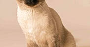 Michelle a rejoint le concours — aidez-le/la à gagner de superbes lots ! siamese_cat, cat, animal, pet, blue_eyes, feline, sitting, fur, portrait, whiskers, ears, paws, beige_background, domestic_cat, cute, indoor, looking_at_camera, mammal, alert, clean