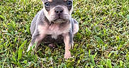 Benji is registered to the contest to win money with this photo: puppy, dog, french_bulldog, grass, outdoor, pet, cute, animal, young, ears, fur, sitting, nature, green, small, adorable, eyes, portrait, mammal, playful