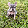 puppy, dog, french_bulldog, grass, outdoor, pet, cute, animal, young, ears, fur, sitting, nature, green, small, adorable, eyes, portrait, mammal, playful