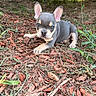 Benji is registered to the contest to win money with this photo: animal, brown, curious, cute, dog, ears, eyes, face, french_bulldog, fur, grass, gray, lying_down, nature, outdoor, pet, puppy, small, wood_chips, young