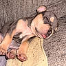 Benji is registered to the contest to win money with this photo: adorable, animal, close_up, couch, cozy, cute, dog, fur, indoors, napping, paw, pet, puppy, relaxed, resting, sleeping, snout, soft_texture, tongue_out, young_dog
