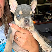 Benji is registered to the contest to win money with this photo: animal, background, couch, cute, dog, ear, eyes, face, french_bulldog, fur, hand, holding, indoor, light, nail, person, pet, puppy, ring, snout