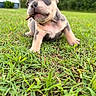 Benji is registered to the contest to win money with this photo: puppy, dog, grass, outdoor, house, greenery, nature, young, cute, animal, pet, playful, stick, muzzle, ears, small, fur, front_paws, lawn, daylight