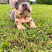 Benji joined the competition — help win amazing prizes! puppy, dog, grass, outdoor, cute, animal, pet, young, fur, ears, nose, eyes, nature, closeup, portrait, mammal, domestic_animal, adorable, small, background_blur