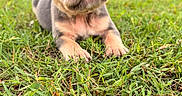 Benji joined the competition — help win amazing prizes! adorable, animal, background_blur, closeup, cute, dog, domestic_animal, ears, eyes, fur, grass, mammal, nature, nose, outdoor, pet, portrait, puppy, small, young