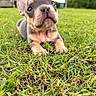 puppy, dog, grass, outdoor, cute, animal, pet, young, fur, ears, nose, eyes, nature, closeup, portrait, mammal, domestic_animal, adorable, small, background_blur