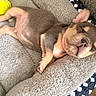 Benji is registered to the contest to win money with this photo: puppy, sleeping, dog_bed, tennis_ball, toy, cozy, fluffy, cute, pet, resting, indoors, brown_puppy, small_dog, relaxed, adorable, animal, canine, soft, napping, domestic_pet