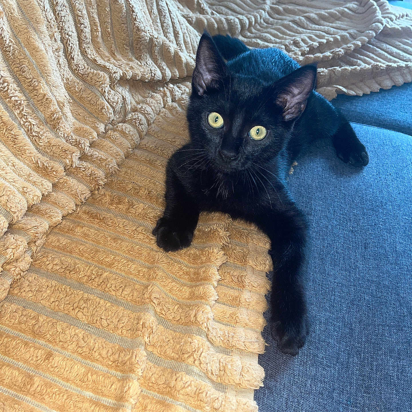 Persant participe au concours pour gagner de l'argent avec cette photo : animal, black_cat, blanket, comfort, couch, cozy, curious, feline, fur, home, indoor, kitten, paw, pet, relaxed, resting, soft, texture, whiskers, yellow_eyes