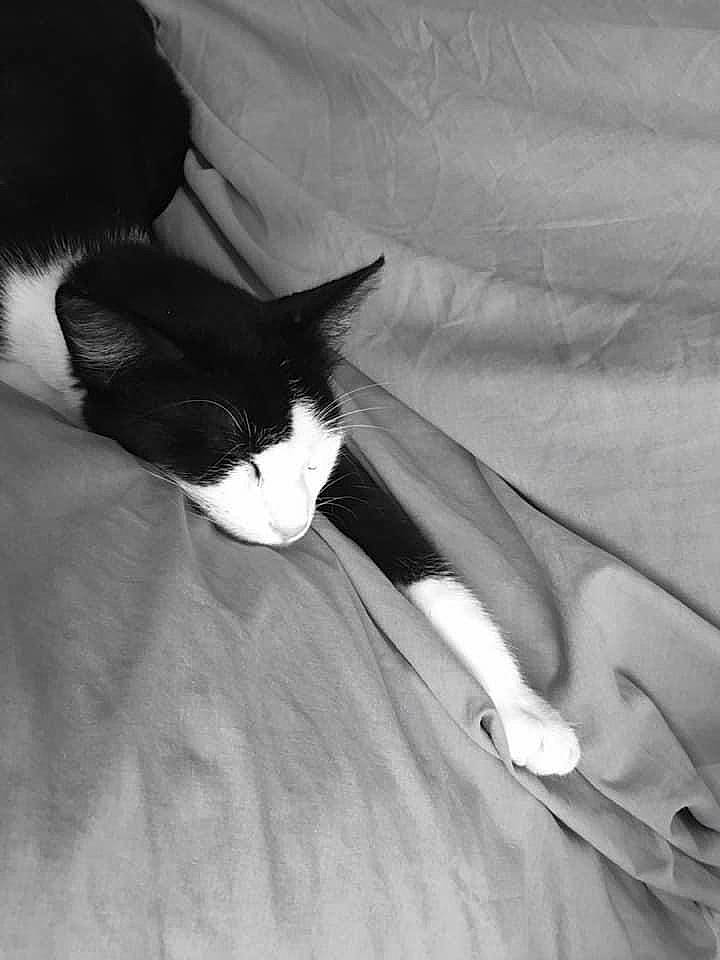 Locky participe au concours pour gagner de l'argent avec cette photo : black, black_and_white, black_hair, cat, ear, eye, felidae, monochrome, monochrome_photography, photography, small_to_medium_sized_cats, style, tail, whiskers, white