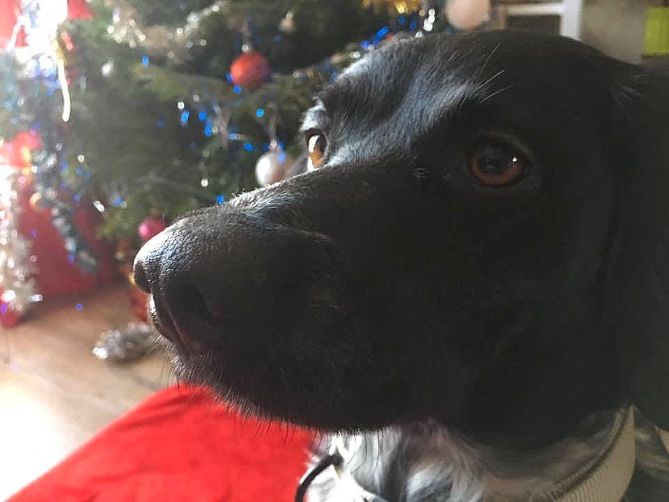 Mystique participe au concours pour gagner de l'argent avec cette photo : beagador, borador, canidae, carnivore, dog, dog_breed, flat_coated_retriever, labrador_retriever, mammal, nose, patterdale_terrier, pointing_breed, rare_breed_dog, retriever, snout, spaniel, sporting_group