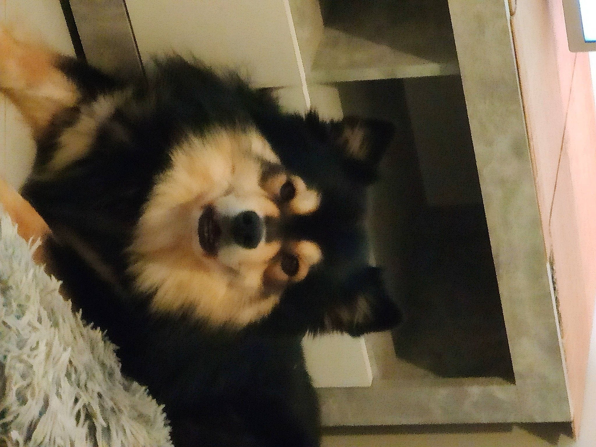 Nam-kha a rejoint le concours — aidez-le/la à gagner de superbes lots ! canidae, canis, carnivore, companion_dog, dog, dog_breed, fur, german_spitz, german_spitz_klein, non_sporting_group, red_panda, snout, spitz, sporting_group, terrestrial_animal, toy_dog, volpino_italiano, whiskers, wildlife, working_animal