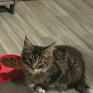 Alina participe au concours pour gagner de l'argent avec cette photo : kitten, cat, tabby, fluffy, pet_food, food_bowl, flooring, wood_floor, indoor, animal, feline, young_cat, paw, tabby_cat, domestic_cat, brown_cat, white_paws, box, home, furniture