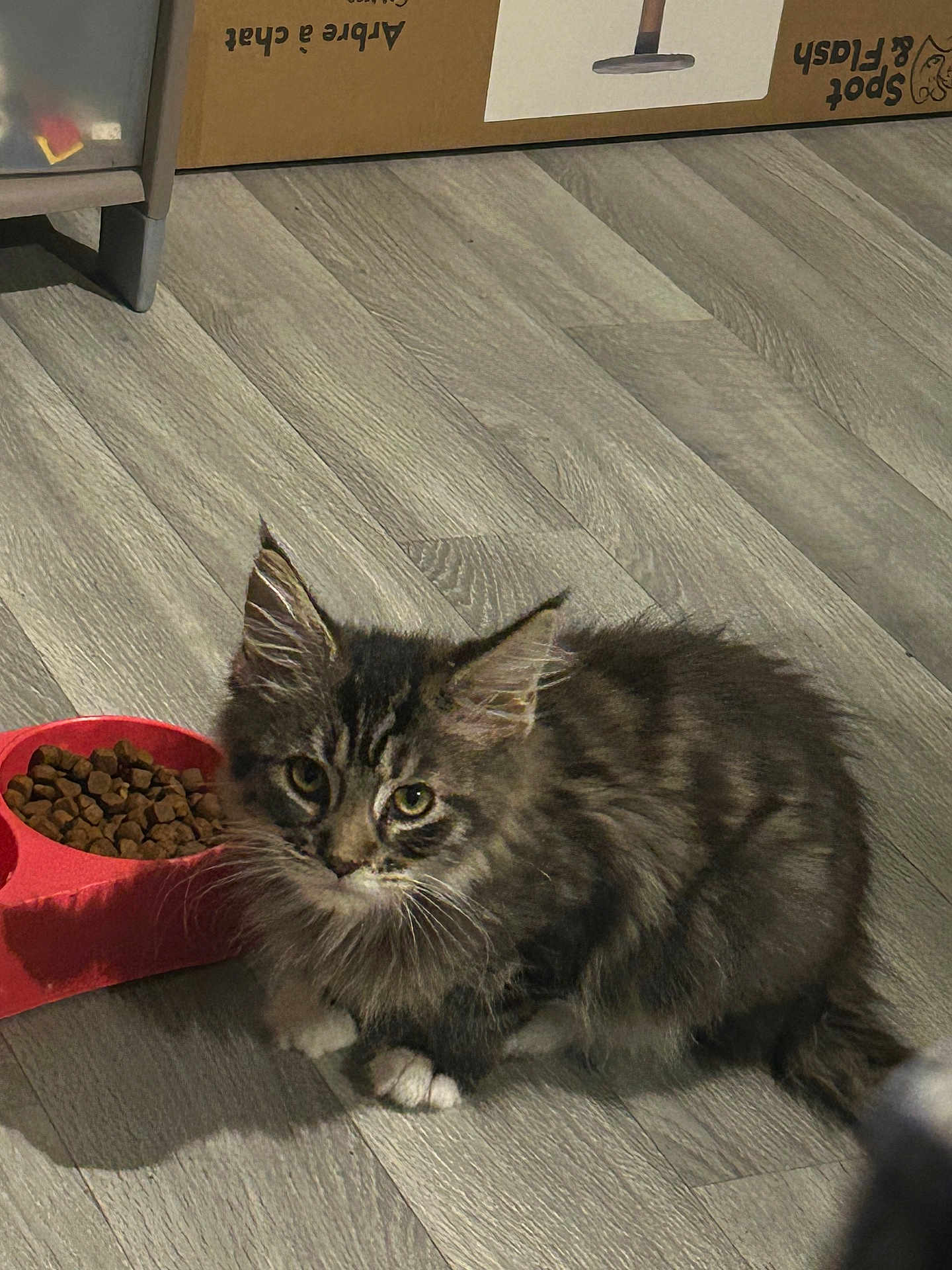 Alina participe au concours pour gagner de l'argent avec cette photo : kitten, cat, tabby, fluffy, pet_food, food_bowl, flooring, wood_floor, indoor, animal, feline, young_cat, paw, tabby_cat, domestic_cat, brown_cat, white_paws, box, home, furniture