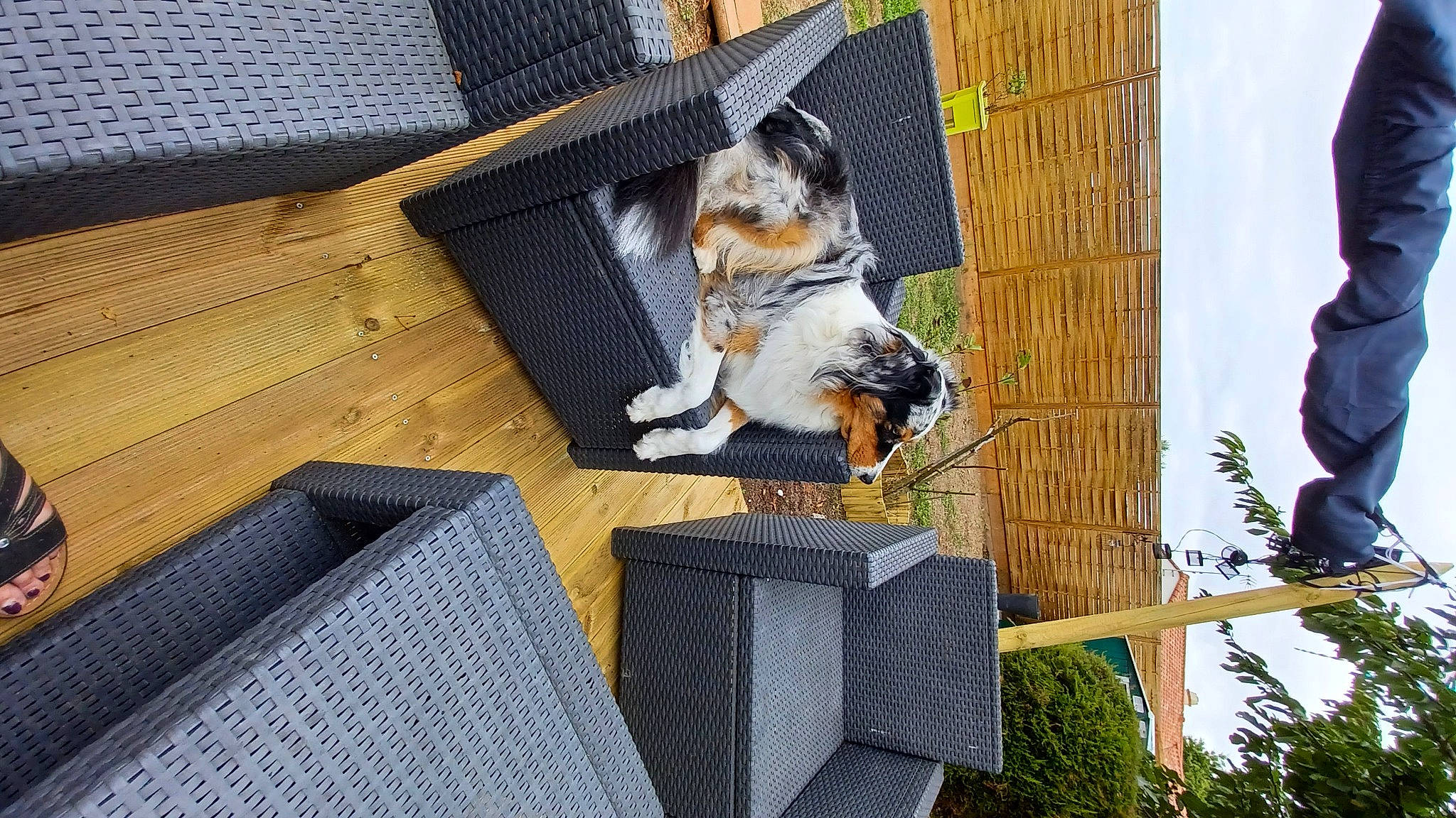 Sakia a rejoint le concours — aidez-le/la à gagner de superbes lots ! art, canidae, carnivore, companion_dog, dog, dog_breed, felidae, flooring, fur, grass, hardwood, outdoor_furniture, pet_supply, plant, roof, room, small_to_medium_sized_cats, sporting_group, tail, wood