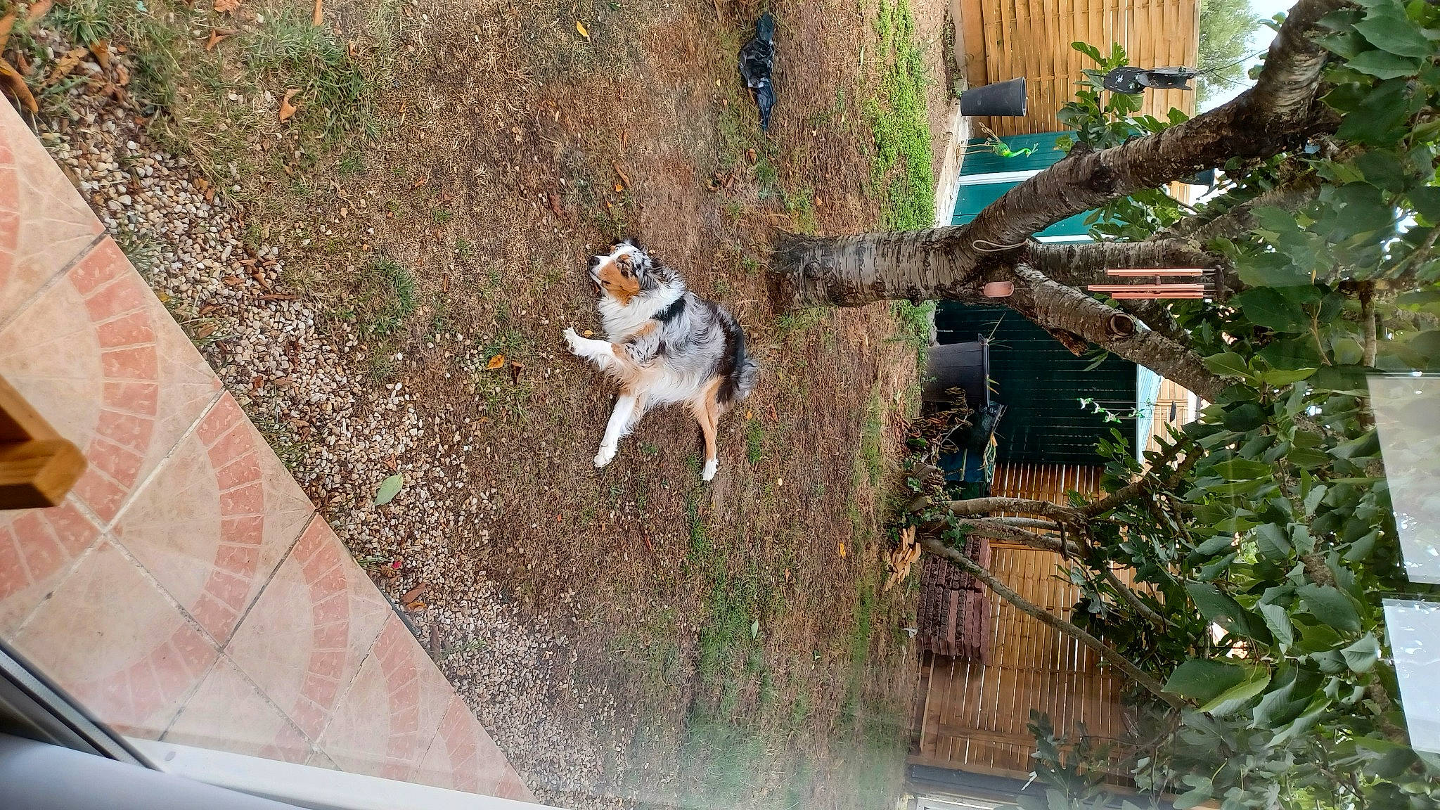 Sakia a rejoint le concours — aidez-le/la à gagner de superbes lots ! building, canidae, carnivore, cat, companion_dog, dog, dog_breed, fawn, felidae, grass, landscape, leisure, plant, small_to_medium_sized_cats, sporting_group, tail, vehicle_door, window, windscreen_wiper, windshield