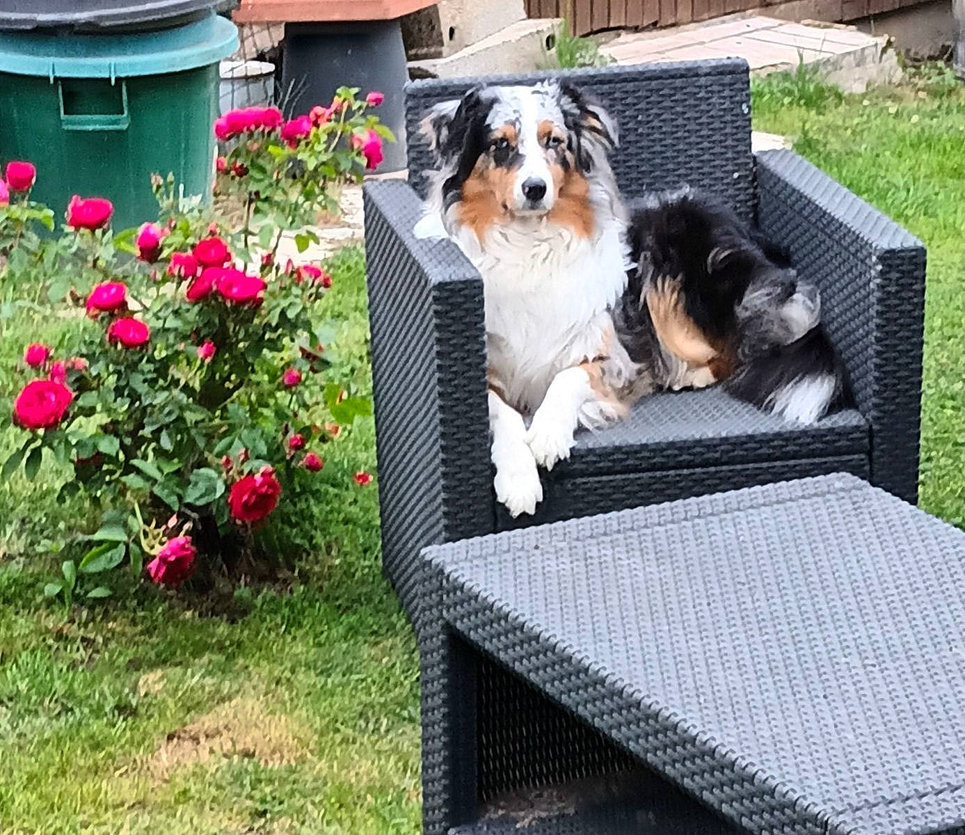 Sakia a rejoint le concours — aidez-le/la à gagner de superbes lots ! annual_plant, building, canidae, carnivore, companion_dog, dog, dog_breed, dog_supply, flower, grass, outdoor_furniture, pet_supply, petal, plant, rectangle, rose, rose_family, shrub, sporting_group, toy_dog