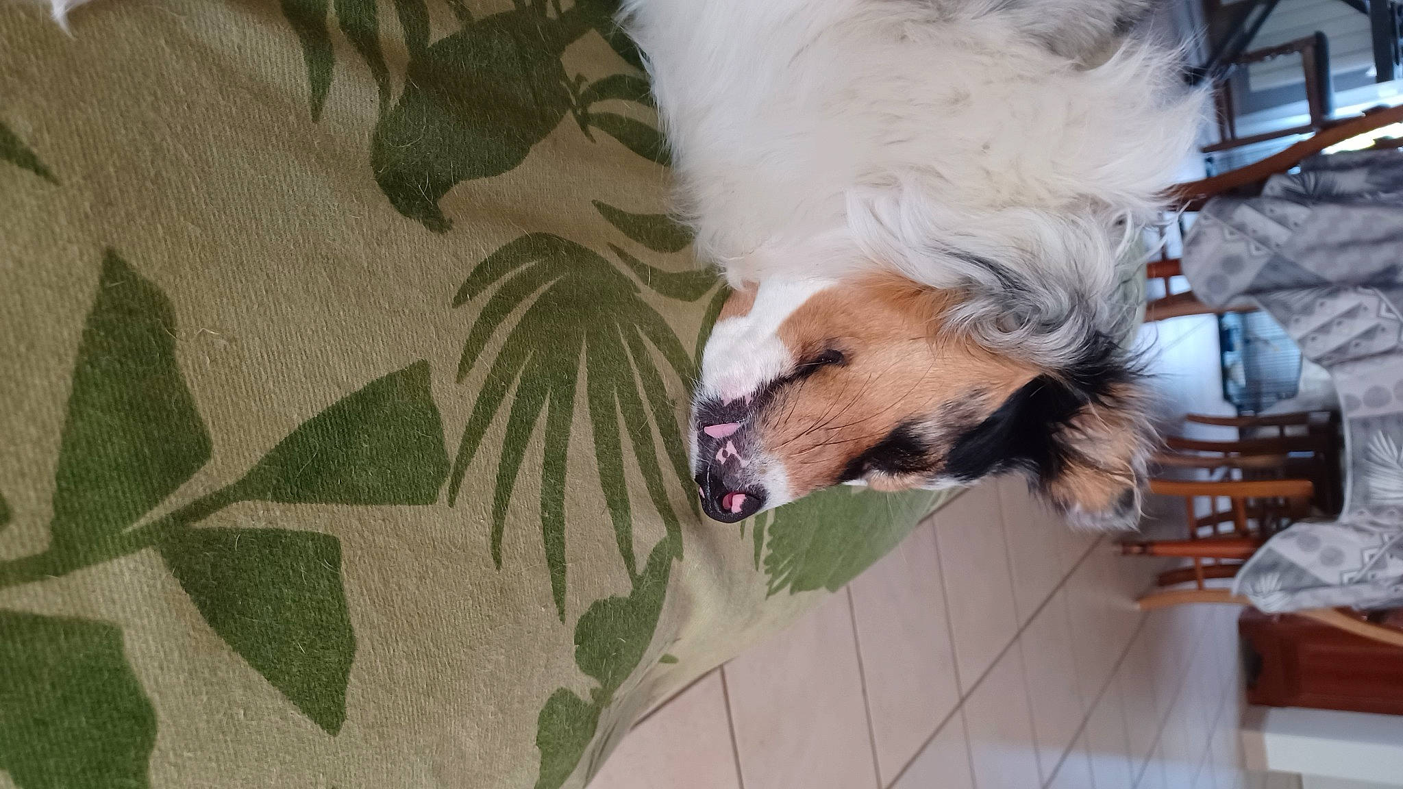 Sakia a rejoint le concours — aidez-le/la à gagner de superbes lots ! carnivore, companion_dog, dog, dog_breed, dog_supply, fawn, flooring, fur, non_sporting_group, pet_supply, plant, sporting_group, toy_dog, whiskers, working_animal