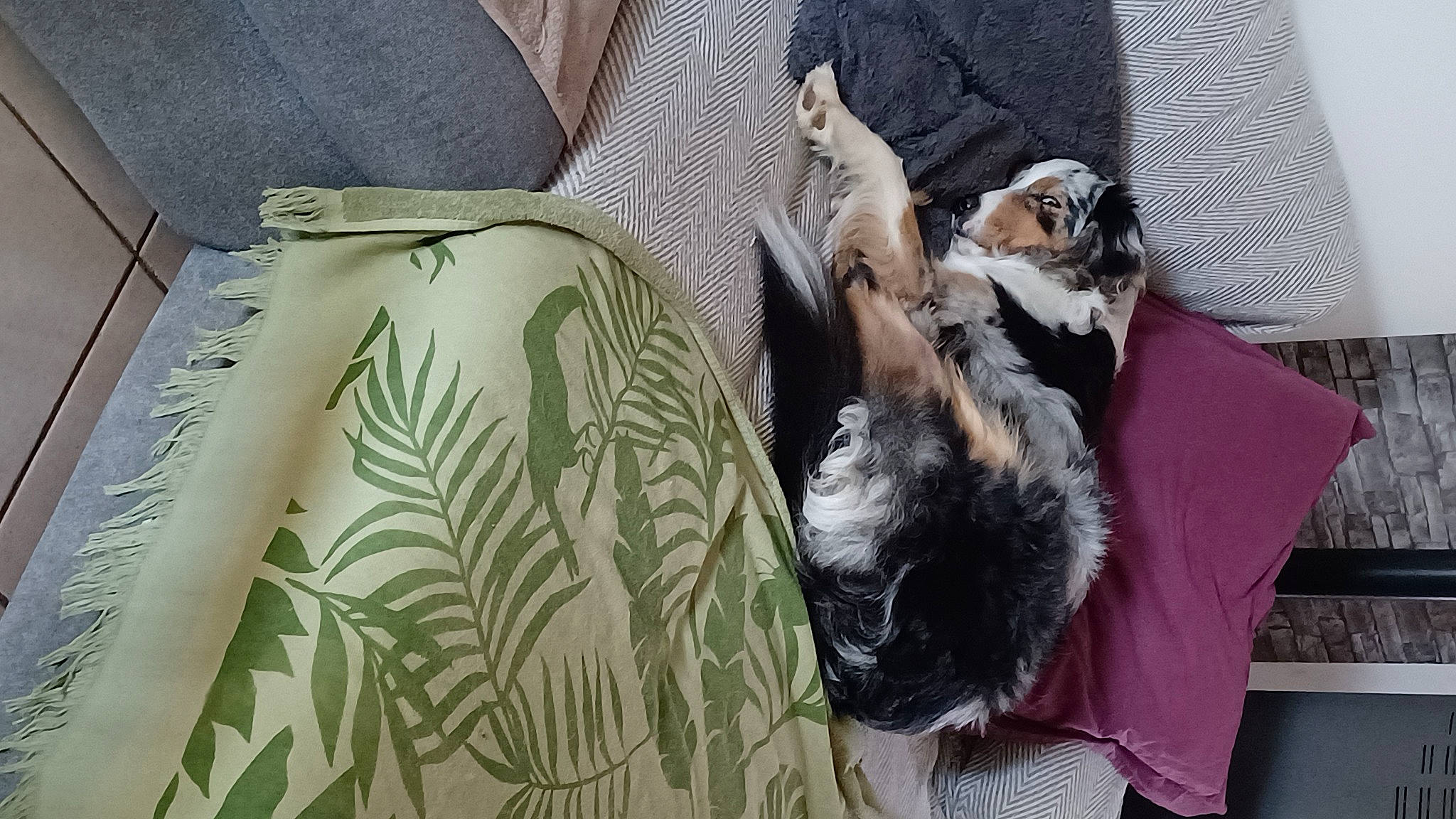 Sakia participe au concours pour gagner de l'argent avec cette photo : art, carnivore, comfort, companion_dog, dog, dog_breed, felidae, fur, linens, nap, pattern, sleeve, small_to_medium_sized_cats, tail, visual_arts, whiskers