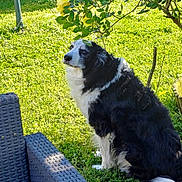 Indy a rejoint le concours — aidez-le/la à gagner de superbes lots ! animal, backyard, bench, black_and_white, canine, chair, dog, fence, flower, fur, garden, grass, leaf, nature, outdoor, peaceful, pet, relaxing, summer, sunlight
