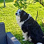 animal, backyard, bench, black_and_white, canine, chair, dog, fence, flower, fur, garden, grass, leaf, nature, outdoor, peaceful, pet, relaxing, summer, sunlight