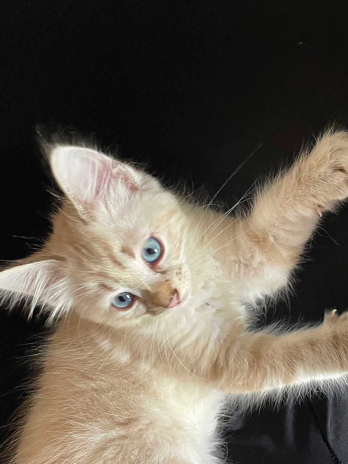 Aria a rejoint le concours — aidez-le/la à gagner de superbes lots ! kitten, cat, blue_eyes, fluffy, cream_color, paw, whiskers, feline, pet, animal, cute, domestic_cat, young, fur, close_up, portrait, curious, indoor, soft, playful